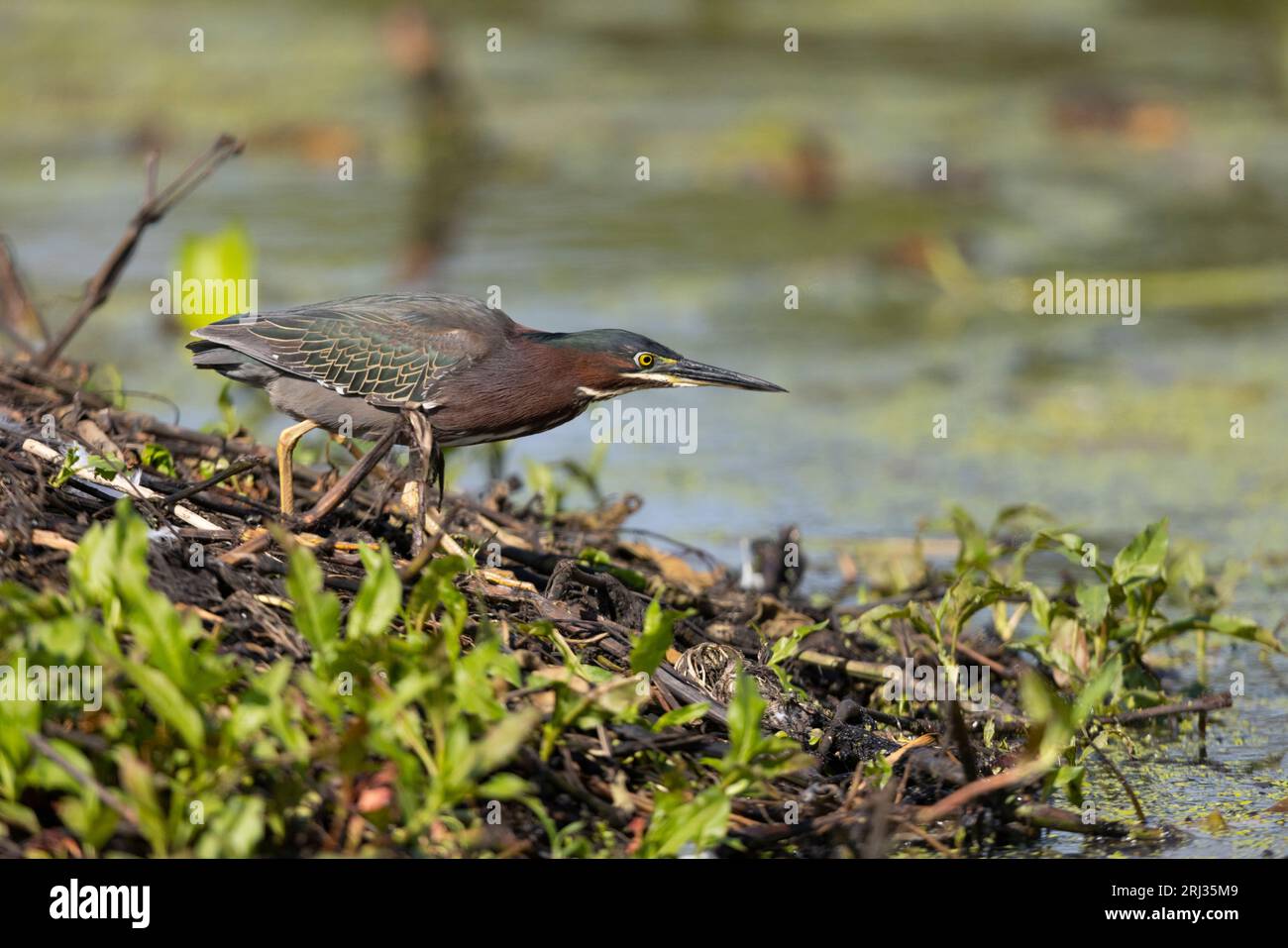 Green Heron Butorides virescens, Erwachsene auf der Insel, Cape May Bird Observatory, New Jersey, USA, Mai Stockfoto