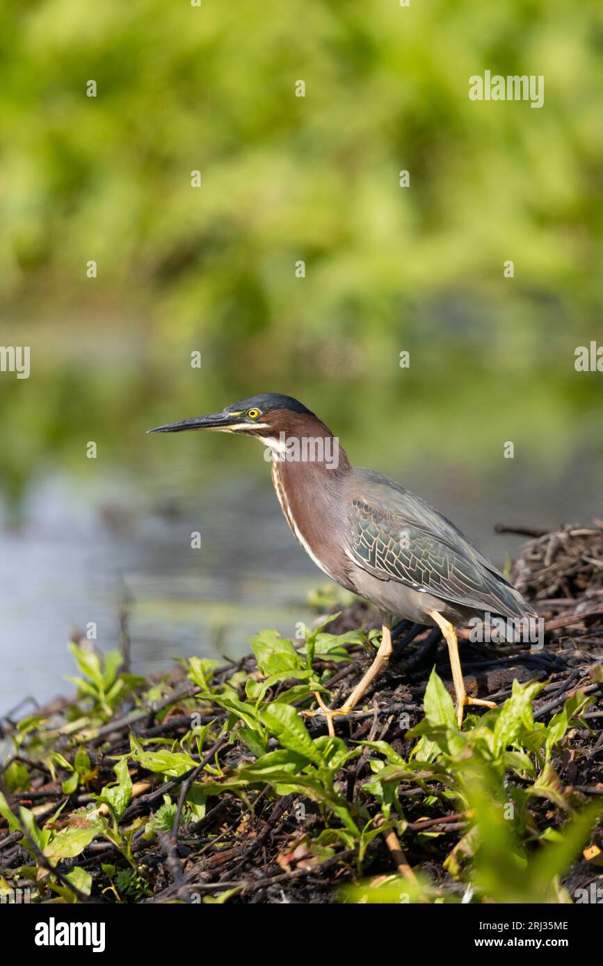 Green Heron Butorides virescens, Erwachsene auf der Insel, Cape May Bird Observatory, New Jersey, USA, Mai Stockfoto