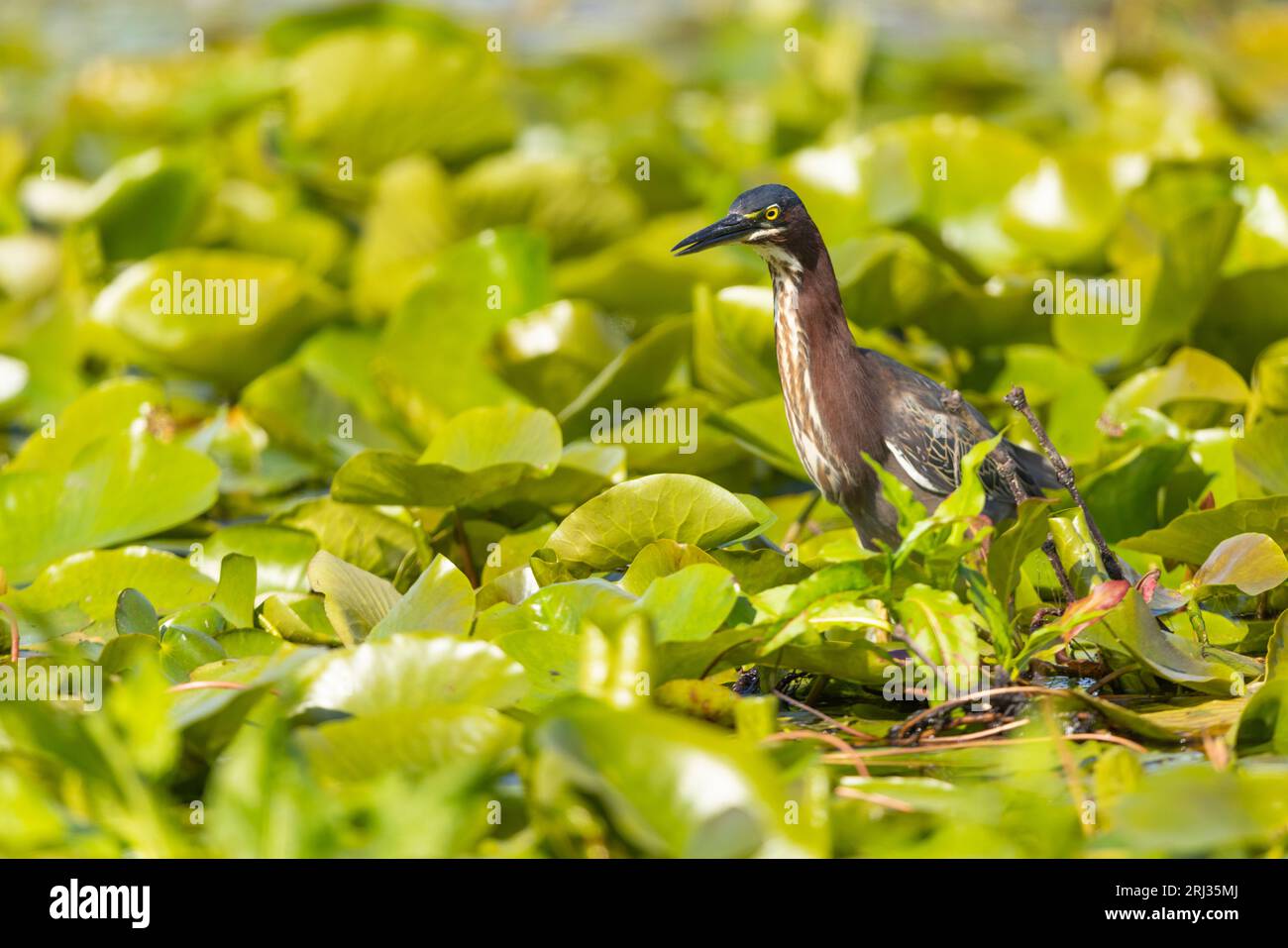 Green Heron Butorides virescens, ausgewachsene Tiere auf der Nahrungssuche in schwimmender Vegetation, Cape May Bird Observatory, New Jersey, USA, Mai Stockfoto