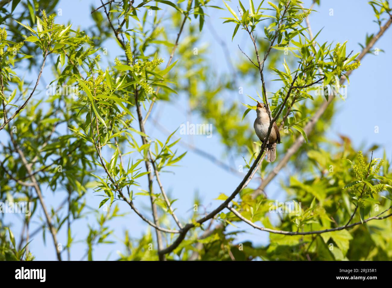 House Wren Troglodytes Aedon, Erwachsener Gesang aus dem Busch, Cape May Bird Observatory, New Jersey, USA, Mai Stockfoto