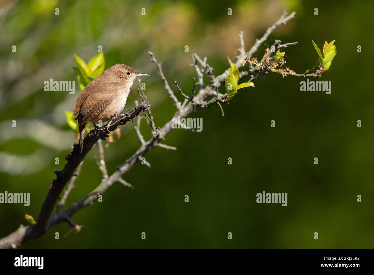 House Wren Troglodytes Aedon, Erwachsener im Busch, Cape May Bird Observatory, New Jersey, USA, Mai Stockfoto