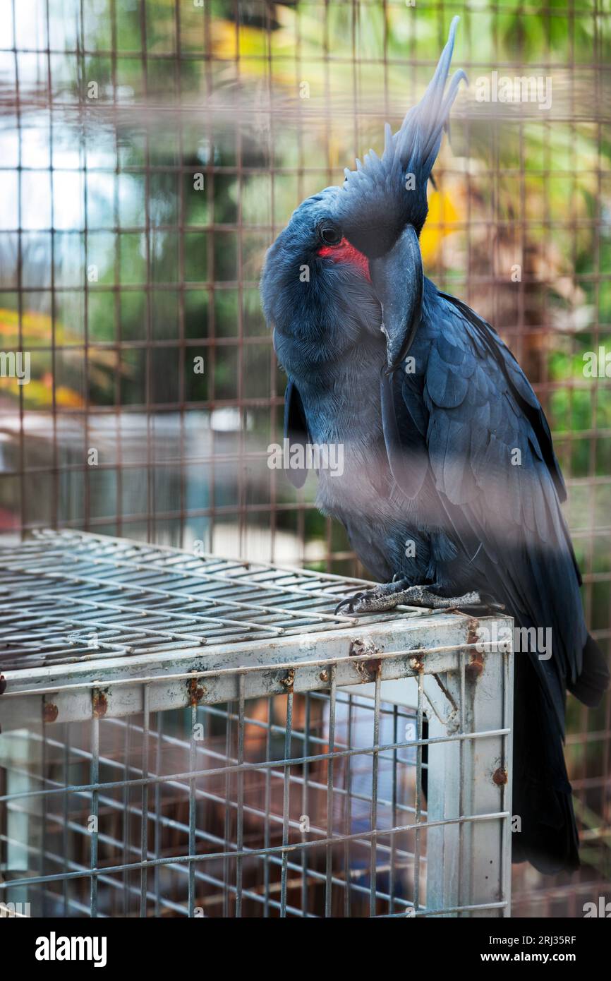 Ein Palmenschnecke (Probosciger aterrimus), auch bekannt als großer schwarzer Kakadu, ein rauchgrauer Papagei aus Neuguinea, wie er in einem Zoo auf Kreta gesehen wird. Stockfoto