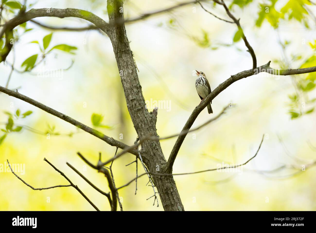 Ovenbird Seiurus aurocapilla, Erwachsener Gesang im Wald, Belleplain State Forest, New Jersey, USA, Mai Stockfoto
