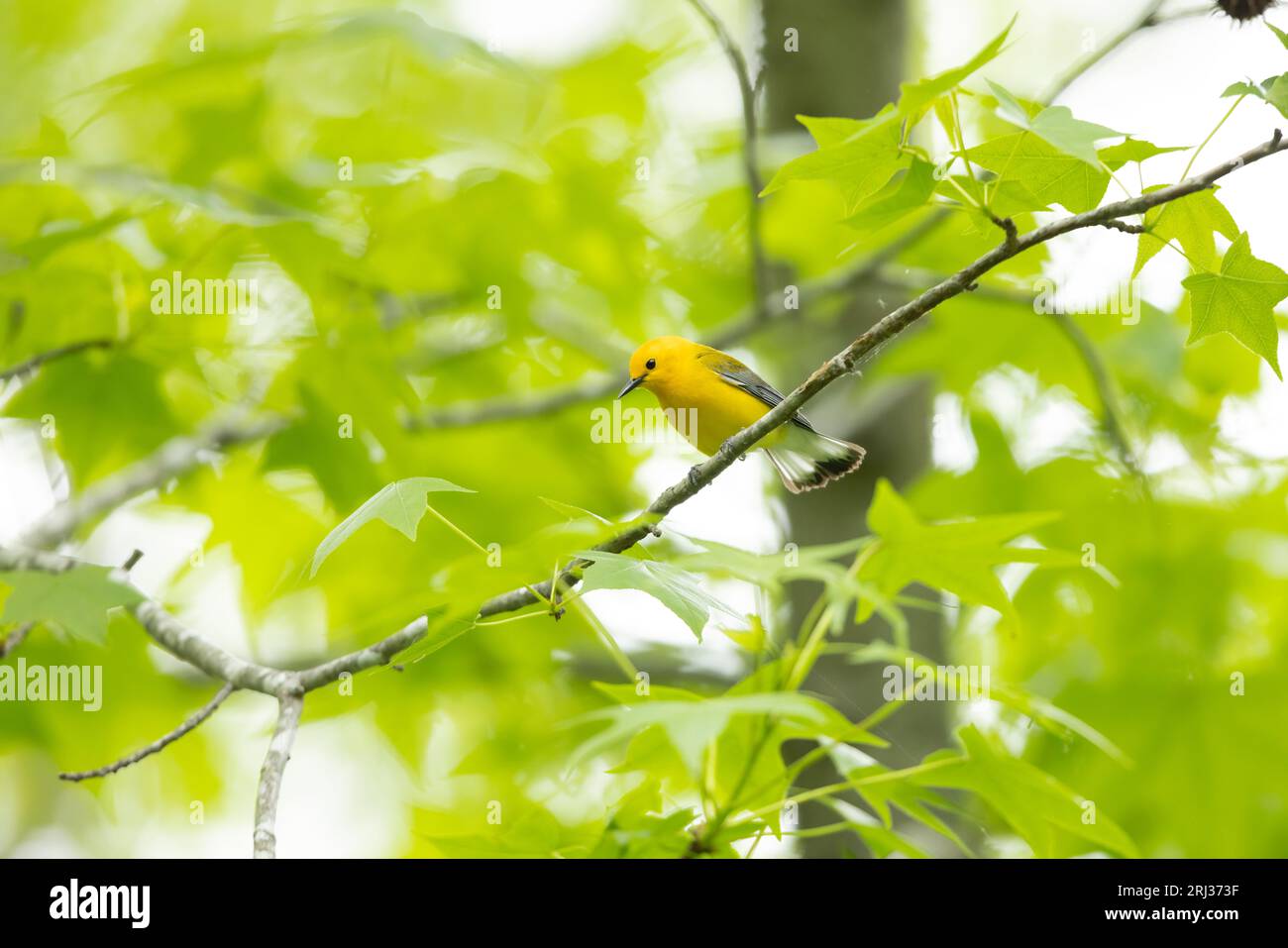 Prothonotarwarbler Protonotaria citrea, ausgewachsenes Männchen, das im Wald thront, Cox Hall Creek Wildlife Management Area, New Jersey, USA, Mai Stockfoto