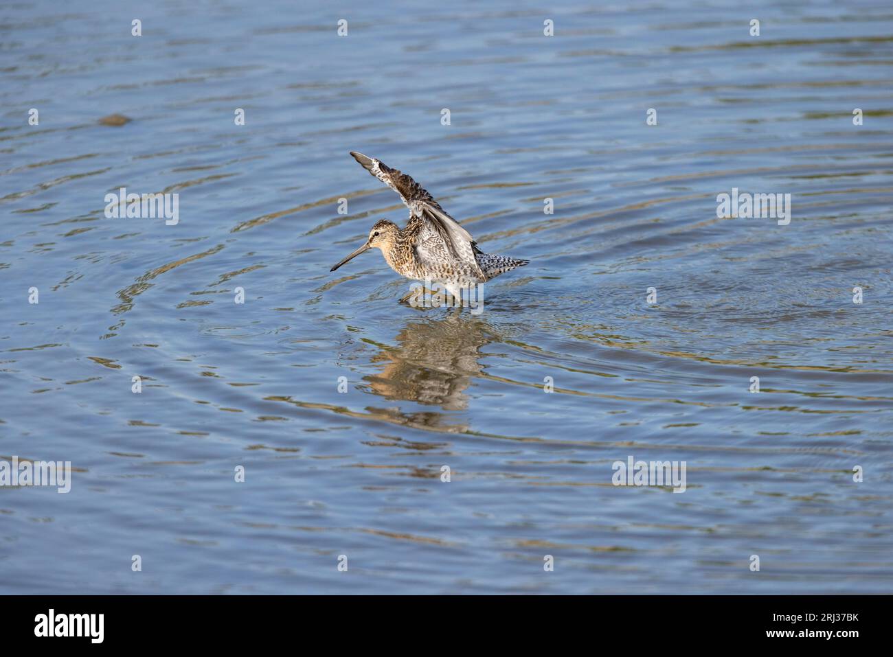 Kurzabrechnung des Dowitchers Limnodromus griseus, Flügelschlag, Heislerville, Cumberland County, New Jersey, USA, Mai Stockfoto