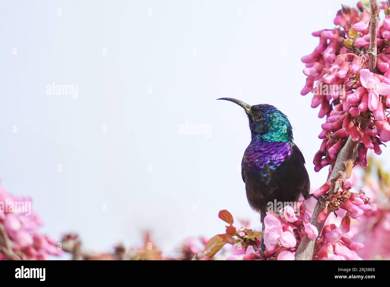 palästinensischer sunbird Stockfoto