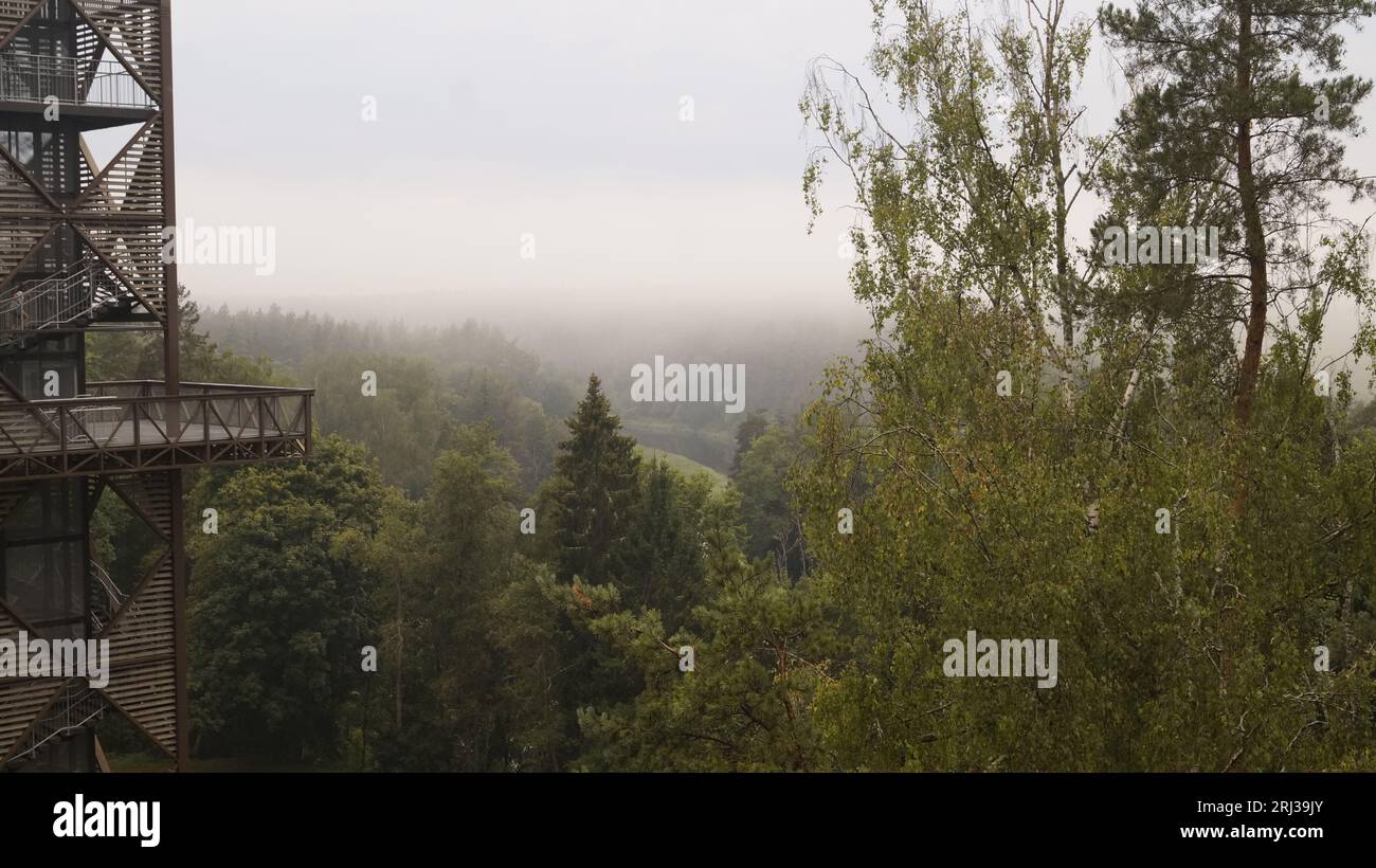 Nebel im Wald von Lajų takas Stockfoto