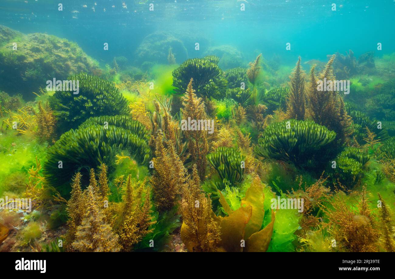 Grüne und braune Algen unter Wasser im Atlantischen Ozean (hauptsächlich Codium tomentosum und japanische Wireweed-Algen), Naturszene, Spanien, Galicien Stockfoto