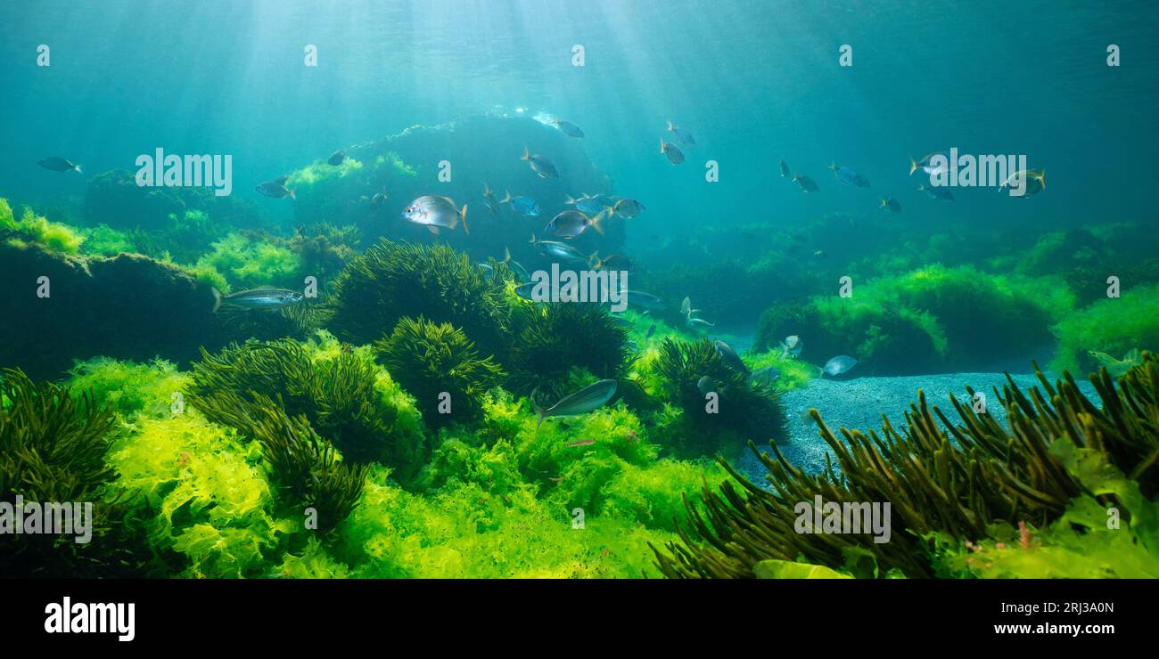Grüne Algen mit Fischen, natürliche Unterwasserwelt im Atlantik, Spanien, Galicien, Rias Baixas Stockfoto
