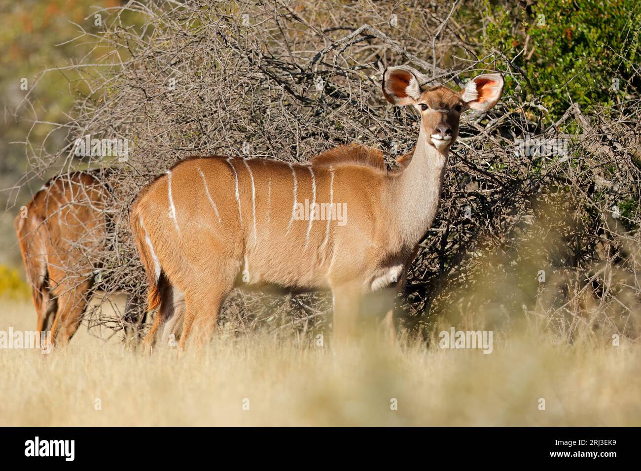 Weibliche Kudu Antilope (Tragelaphus Strepsiceros) im natürlichen Lebensraum, Südafrika Stockfoto