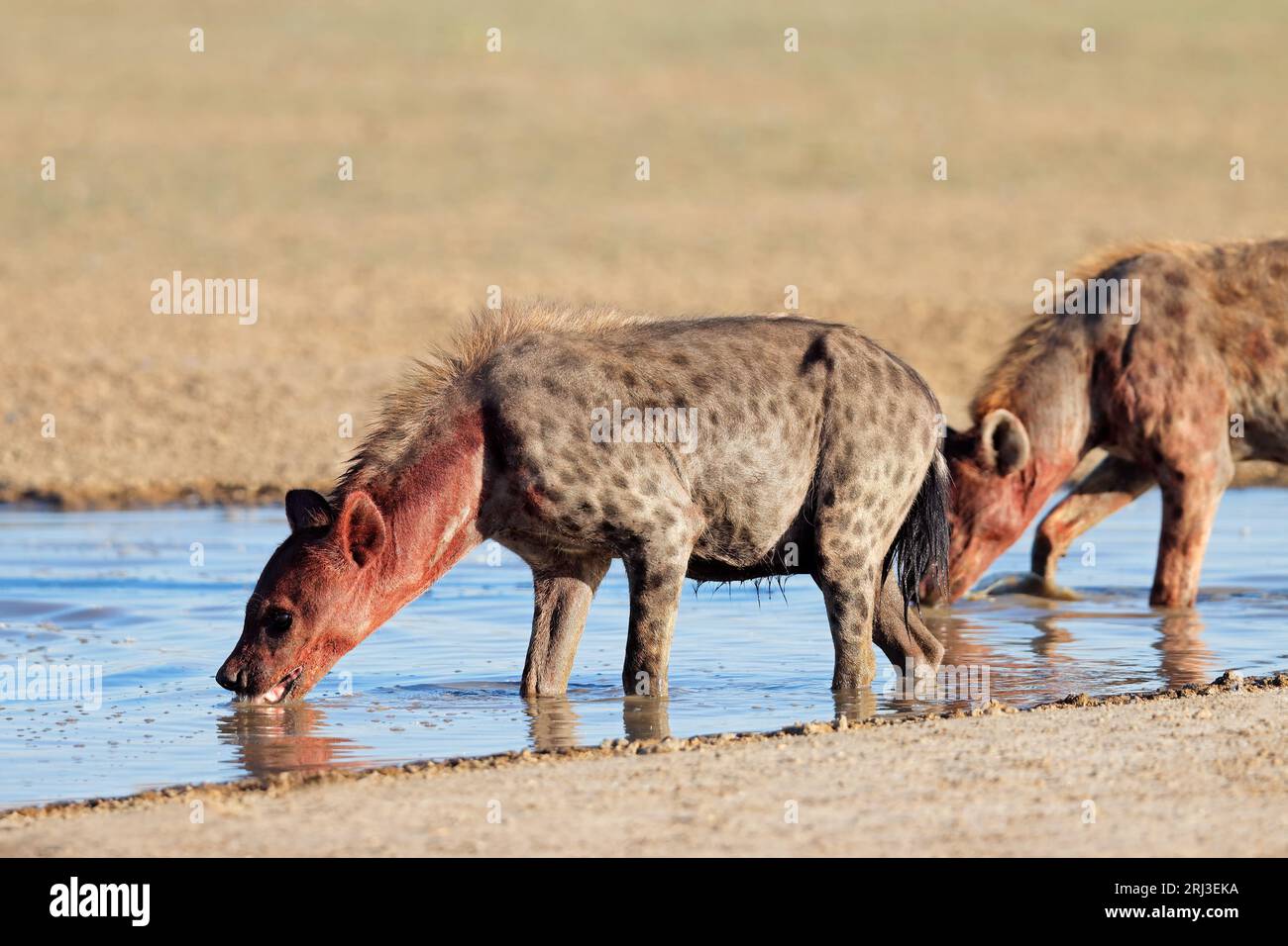 Blutbedeckte gefleckte Hyänen (Crocuta crocuta) trinken an einem Wasserloch in der Kalahari-Wüste, Südafrika Stockfoto