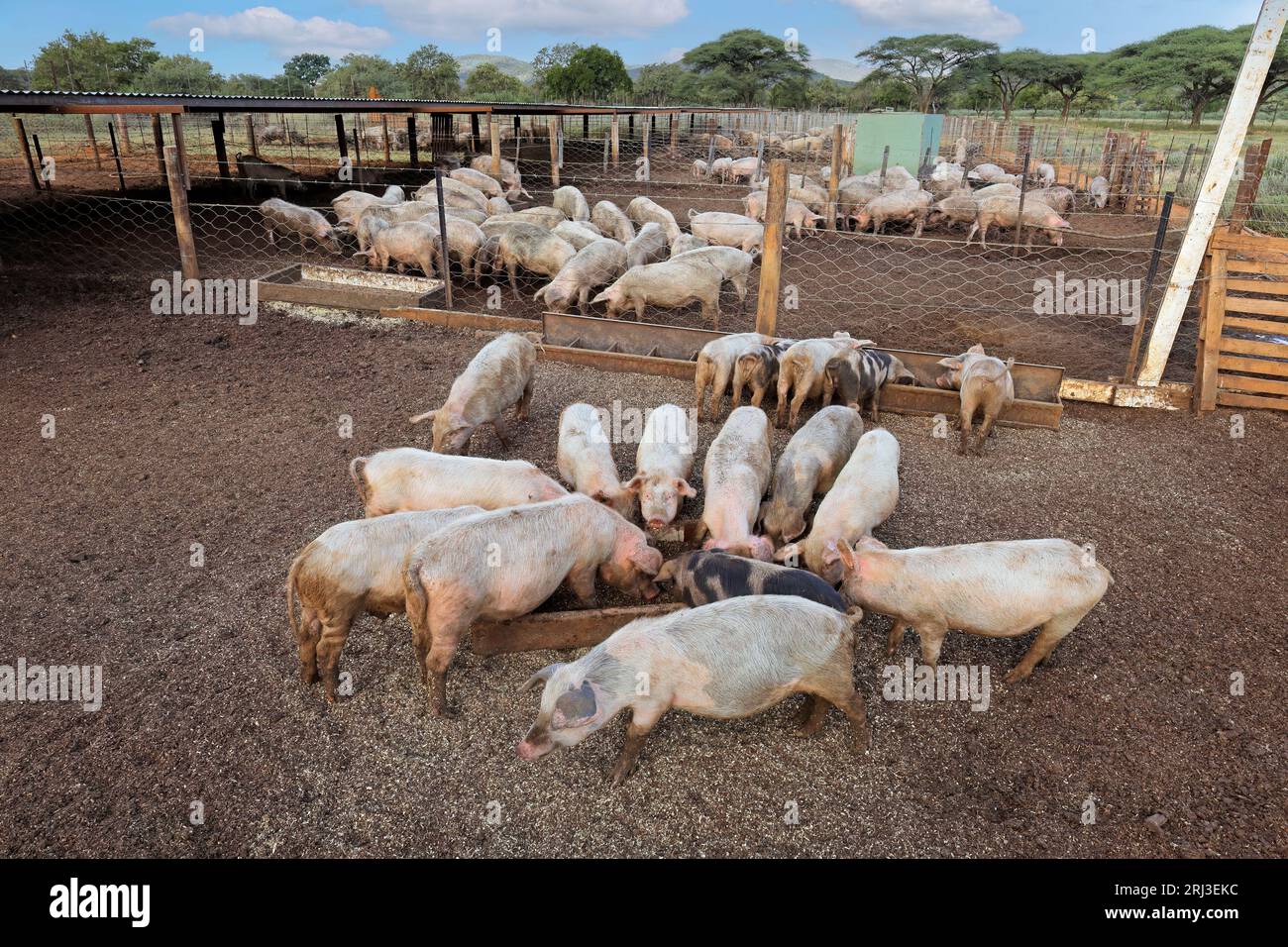Schweine füttern in Füttern auf einer ländlichen Schweinezucht im ländlichen Namibia Stockfoto