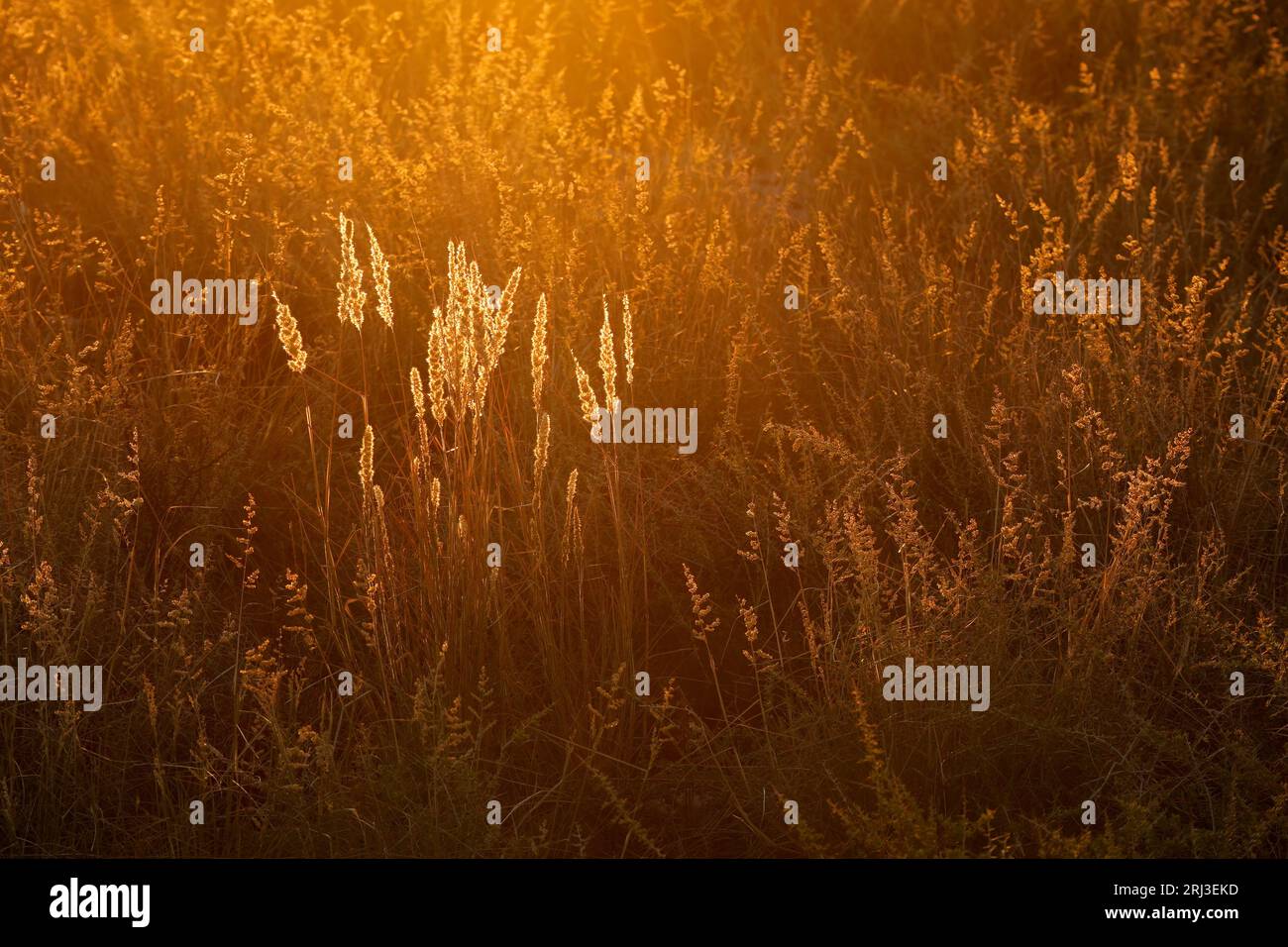 Goldene Gräser leuchten im warmen Licht des Sonnenuntergangs Stockfoto