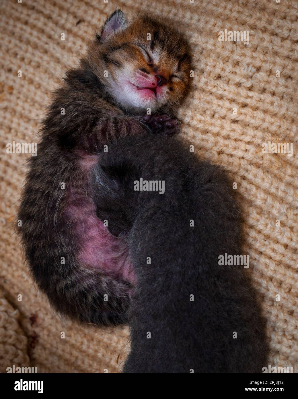 Entzückende zwei Kätzchen, die in einem großen Ball aus weichem Garn schlafen, gemütlich und zufrieden Stockfoto