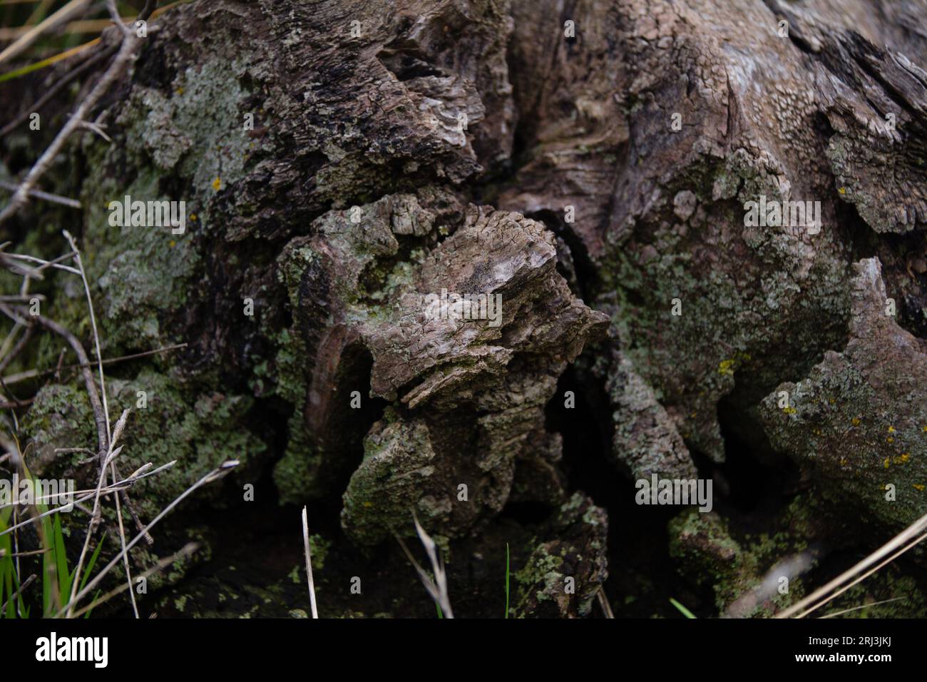 Ein idyllischer Blick auf eine natürliche Waldszene mit einem moosbedeckten Baumstumpf inmitten üppiger Vegetation Stockfoto