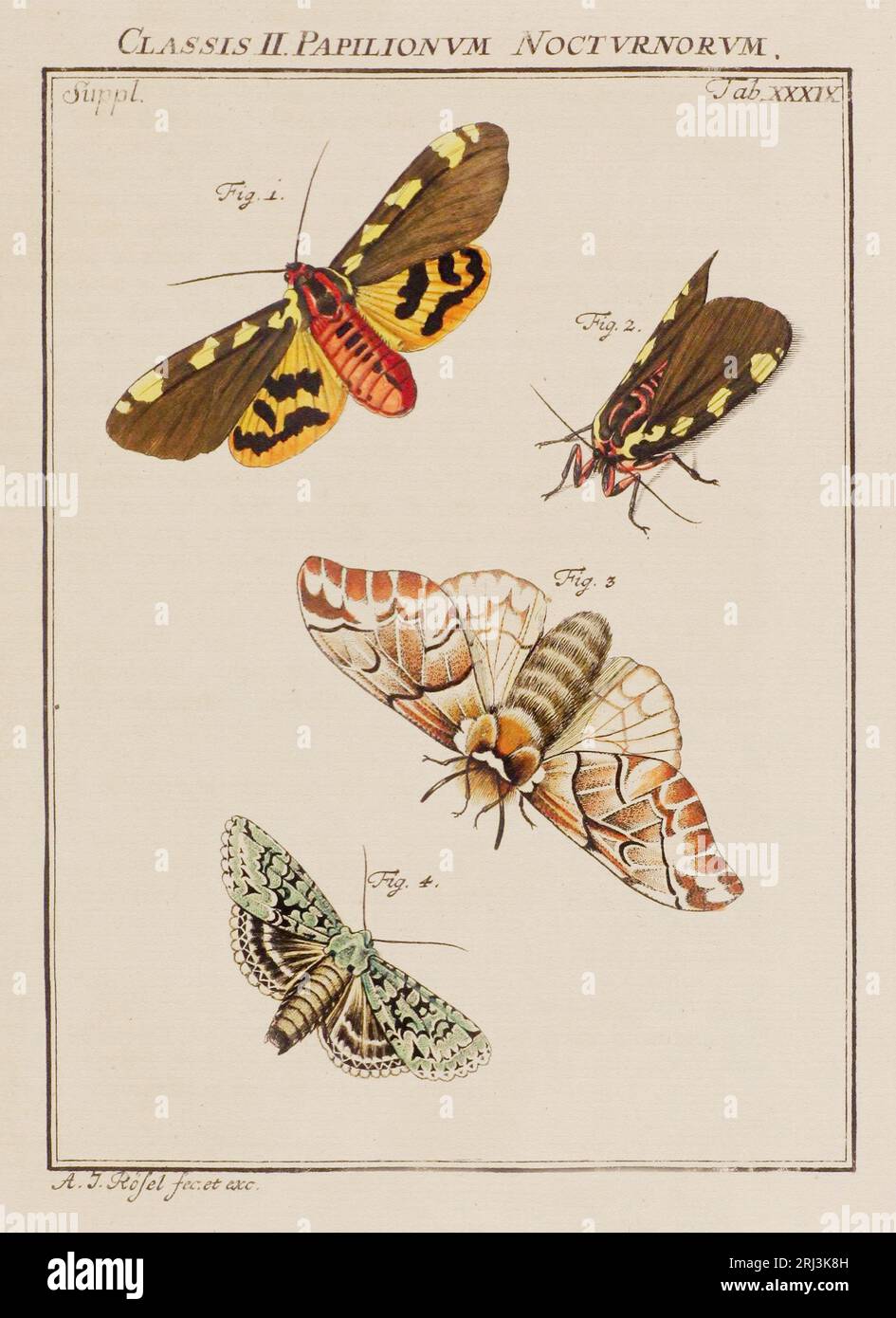 Schmetterlings-Illustration. Das ist ein Teller aus einem alten deutschen Buch über Insekten, speziell Schmetterlinge. Das Buch wurde um die Mitte des 19. Jahrhunderts veröffentlicht Stockfoto