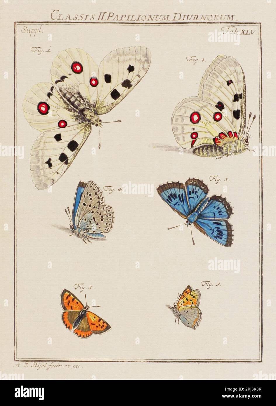 Schmetterlings-Illustration. Das ist ein Teller aus einem alten deutschen Buch über Insekten, speziell Schmetterlinge. Das Buch wurde um die Mitte des 19. Jahrhunderts veröffentlicht Stockfoto