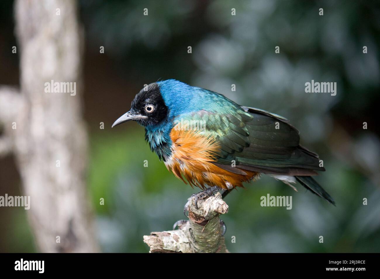 Eine Nahaufnahme eines Vogels im Atlanta Zoo Atlanta Georgia 2009 Stockfoto