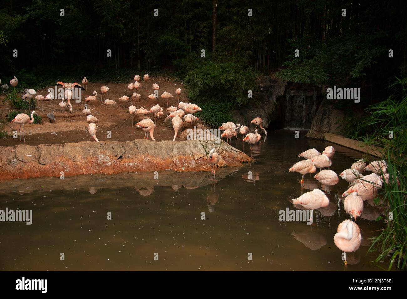 Pink Flamingos im Atlanta Zoo Atlanta Georgia 2009 Stockfoto