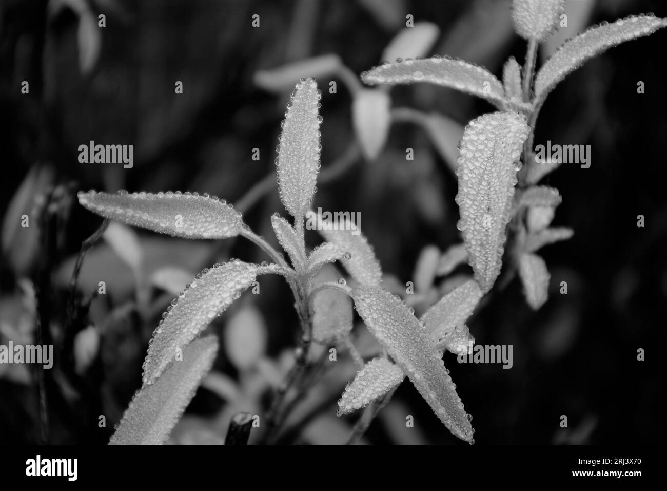 Kontrastreiches Schwarzweißbild einer Gruppe nasser Blätter, die jeweils mit Wassertropfen verziert sind Stockfoto