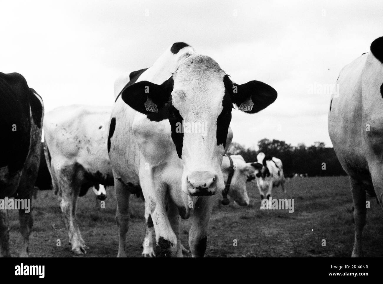 Ein Schwarzweiß-Filmfoto einer Kuh in Normandie, Frankreich Stockfoto