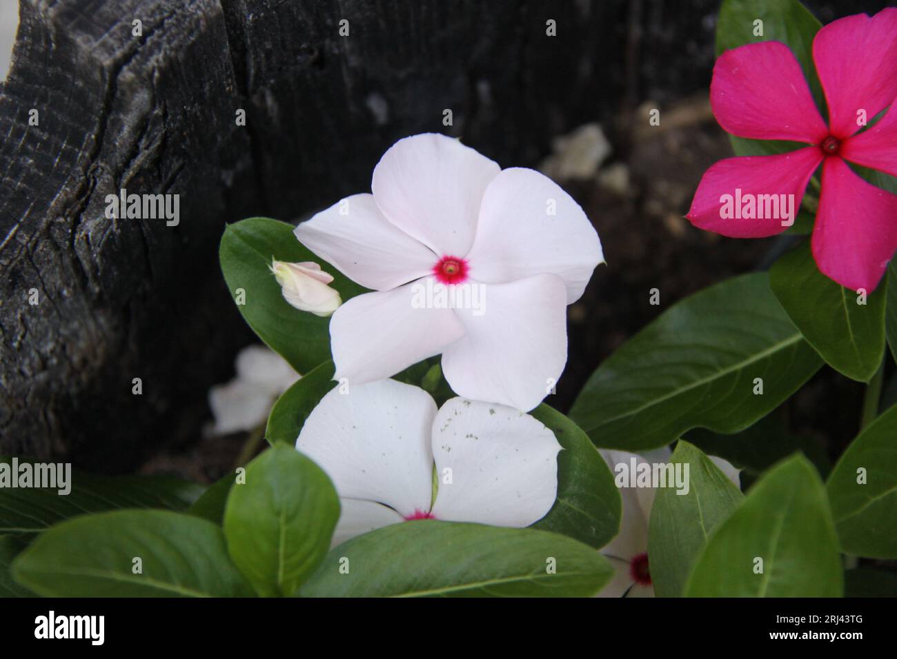 Ein lebendiges Bild einer Catharanthus-Pflanze in einer Gartenumgebung mit Blüten in zwei Farben, frischem weiß und hellem Pink Stockfoto