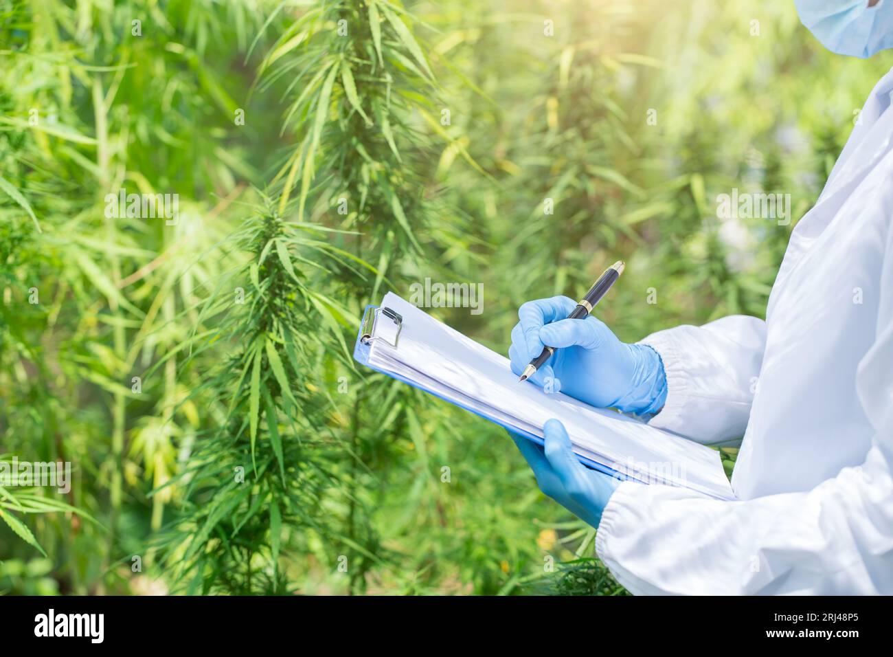 Marihuana-Forschung, Wissenschaftlerin im Hanffeld, die Pflanzen und Blumen untersucht, Konzept der alternativen Kräutermedizin, Marihuana. Organische Hanfkräuter Stockfoto