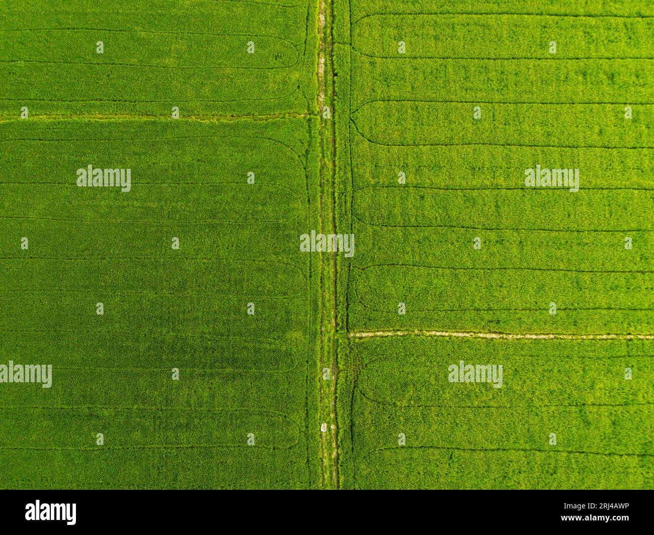 Blick aus der Vogelperspektive auf einen gewundenen Pfad, der durch eine smaragdgrüne Landschaft auf dem Land führt Stockfoto