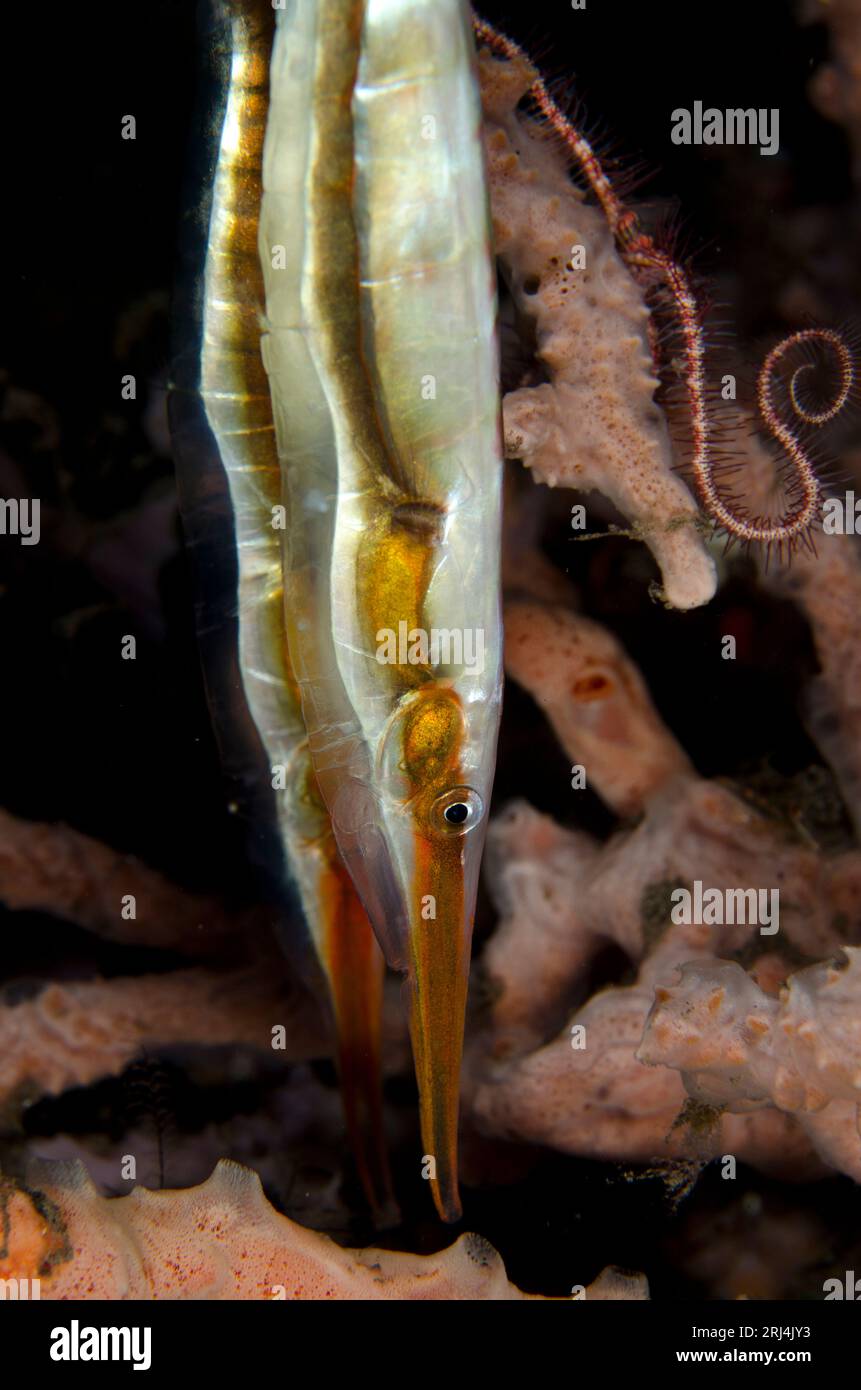 Shrimpfish, Centriscidae Famils, Paar von Korallen, Seraya House Reef Tauchplatz, Seraya, Bali, Indonesien Stockfoto