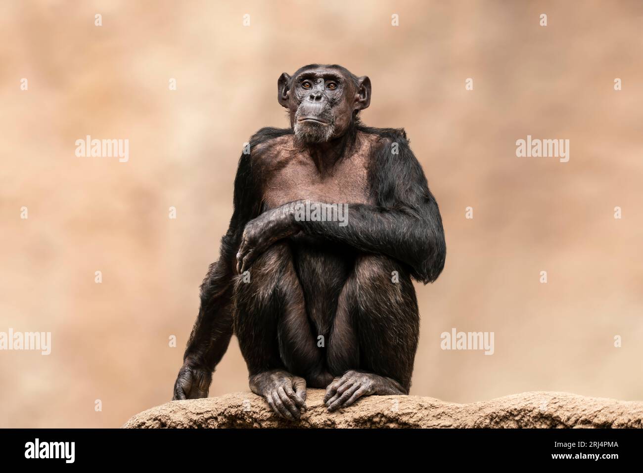 Ein erwachsener Schimpanse (Pan paniscus) sitzt entspannt in einem Baum Stockfoto