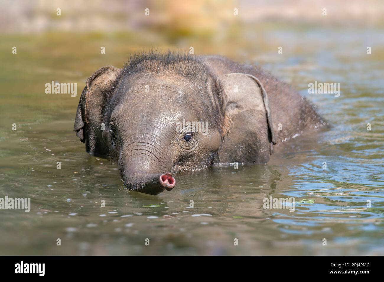 Ein junger asiatischer Elefant (Elephas maximus) schwimmt in einem Teich Stockfoto