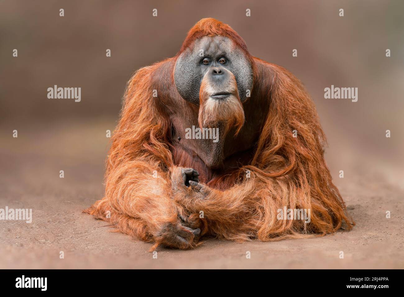 Ein erwachsener männlicher Orang-Utan (pongo pygmaeus) sitzt auf dem Boden und entspannt sich Stockfoto