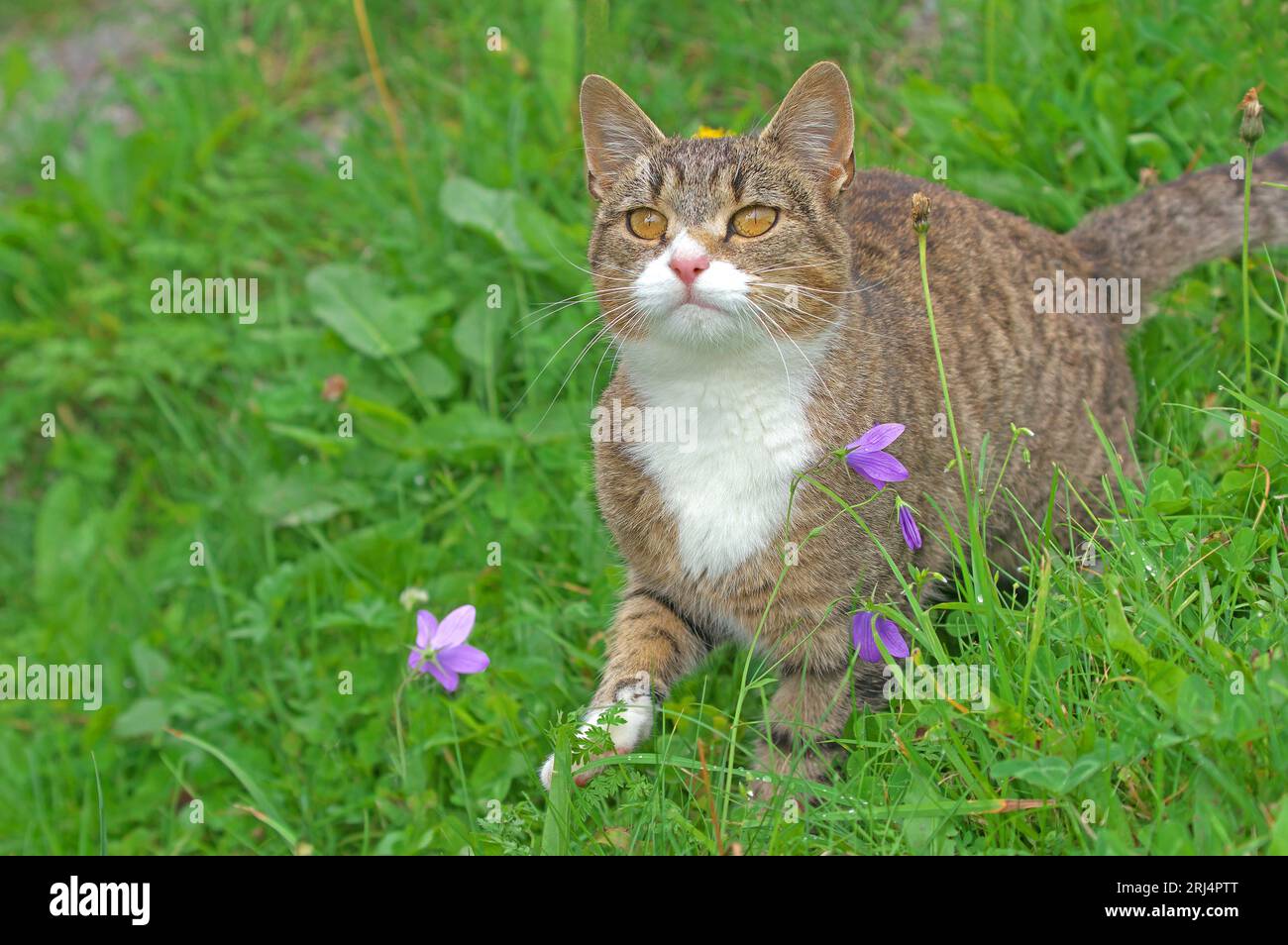 Katze auf der Wiese, schaut nach oben. Stockfoto