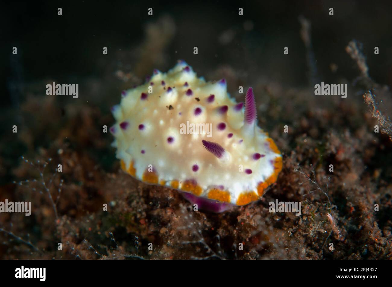 Mexichromis Nudibranch, Mexichromis multituberculata, Pong Pong Tauchplatz, Seraya, Bali, Indonesien Stockfoto