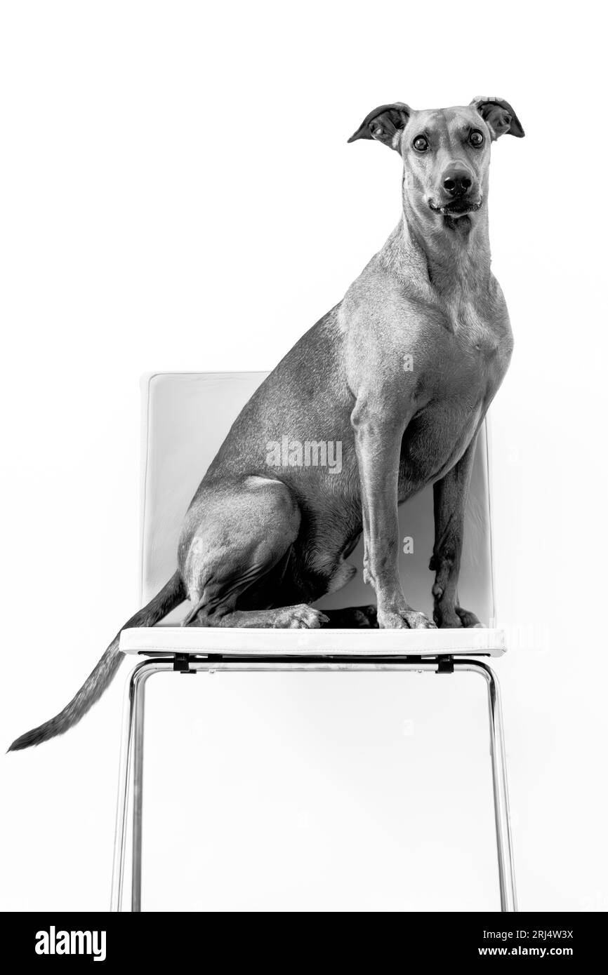 Deutscher Pinscher sitzt auf einem schwarz-weißen Stuhl Stockfoto