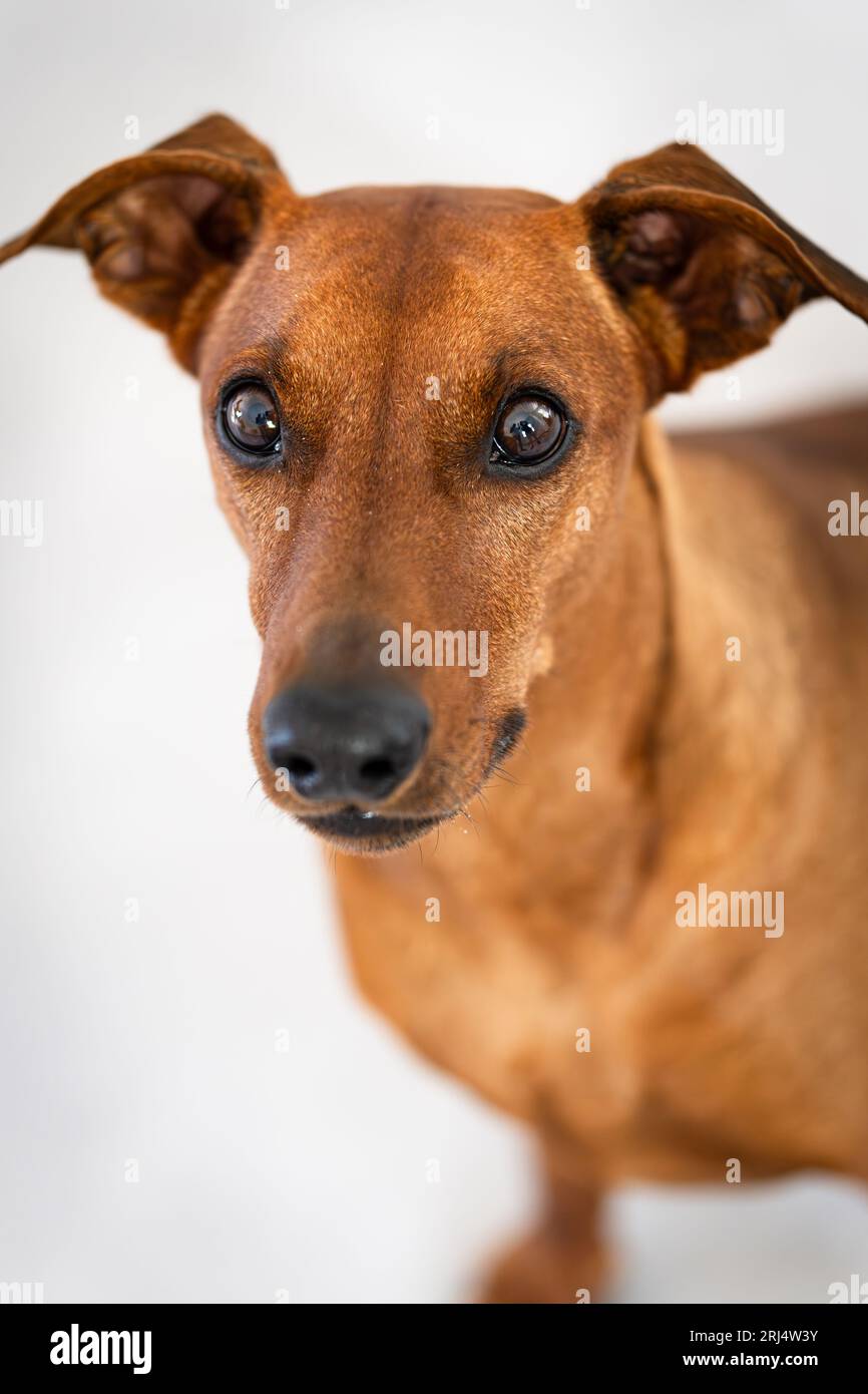 Deutscher Pinscher in der Kamera Portrait Stockfoto