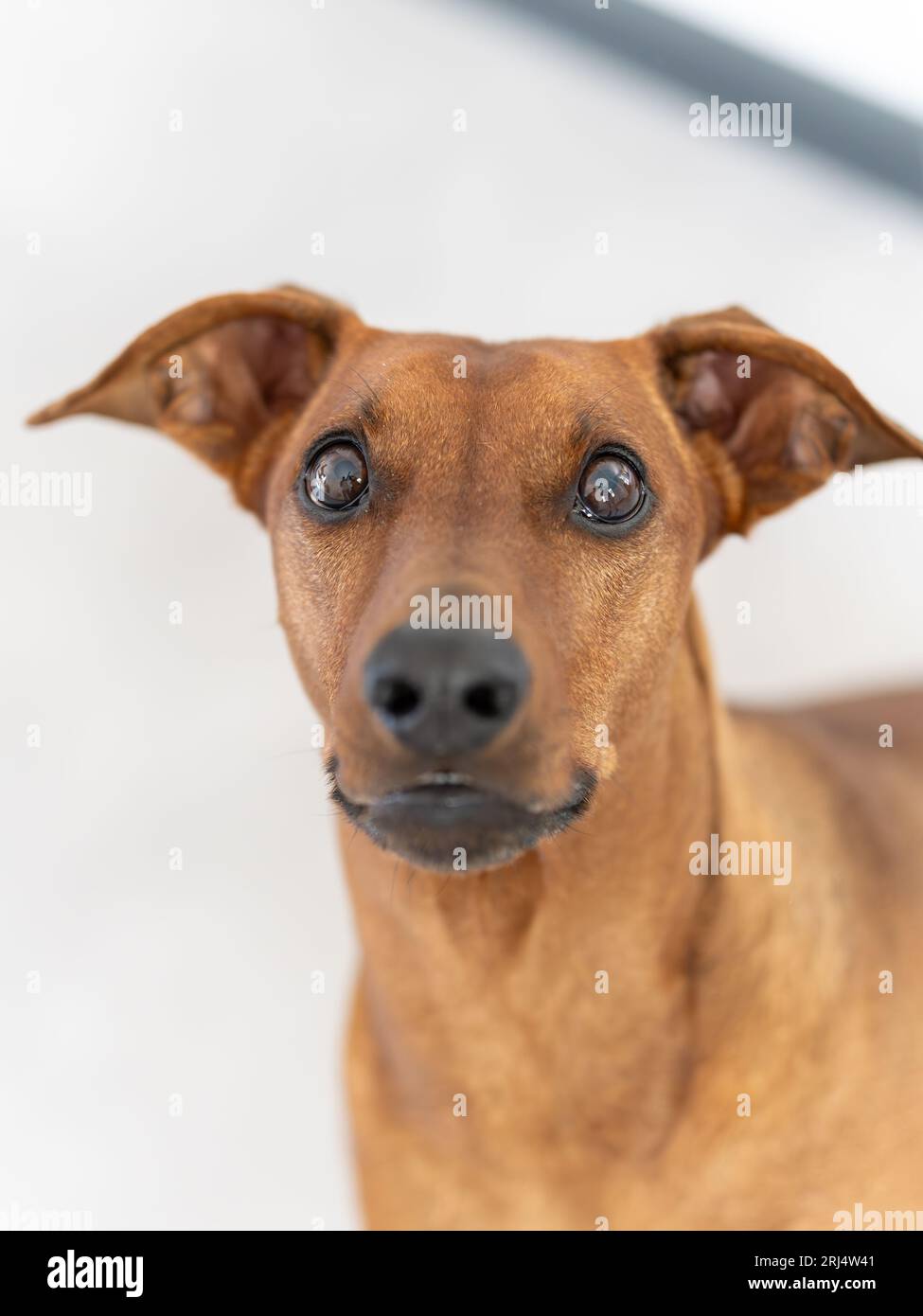 Deutscher Pinscher in der Kamera Portrait Stockfoto