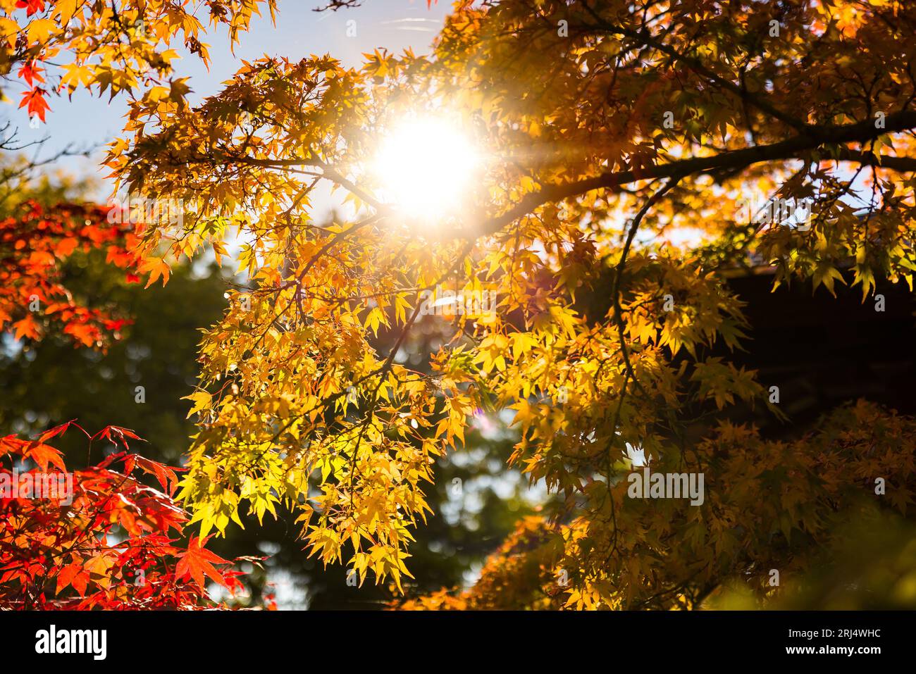 Nahaufnahmen von Acero- oder japanischen Ahornzweigen in herbstlichen Farben Stockfoto