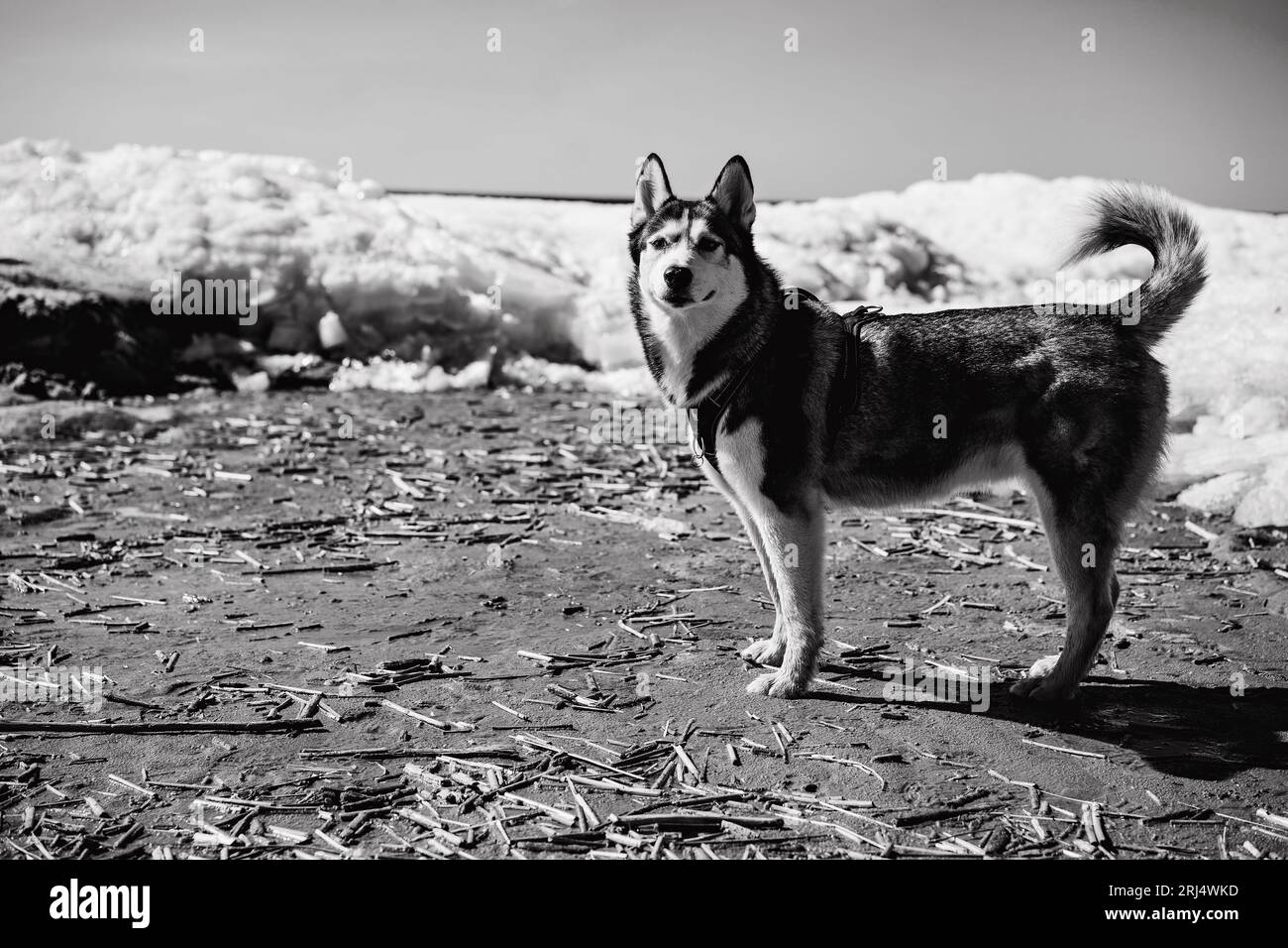 Großer Husky-Hund am verschneiten Strand des finnischen Golfes. Tierschutzkonzept. Fotoqualität in BW-Qualität Stockfoto