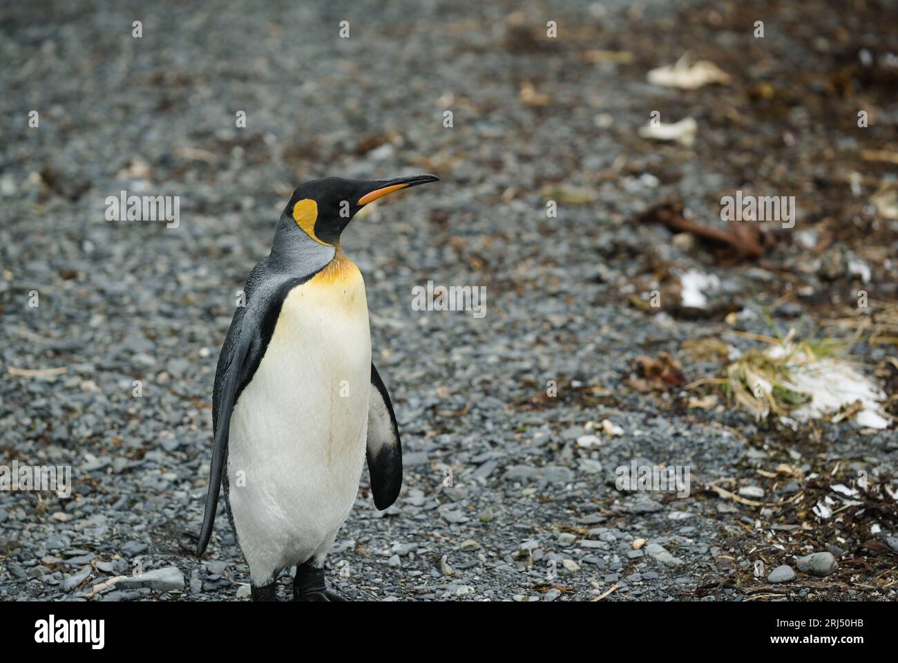 Königspinguine auf Südgeorgien Stockfoto