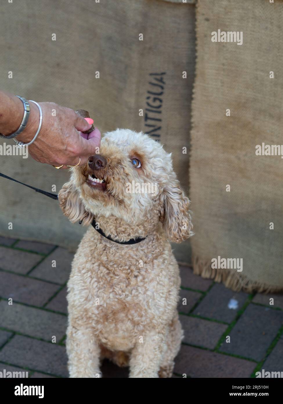 Labradoodle mit einem Leckerli Stockfoto
