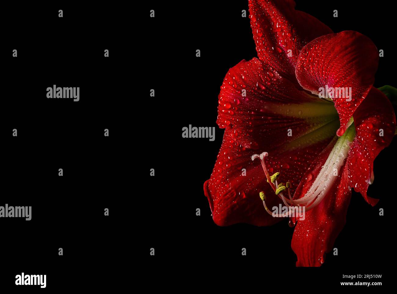 Leuchtend rote Amaryllis-Blume auf schwarzem Hintergrund, die zarte Schönheit der Natur zeigt. Stockfoto