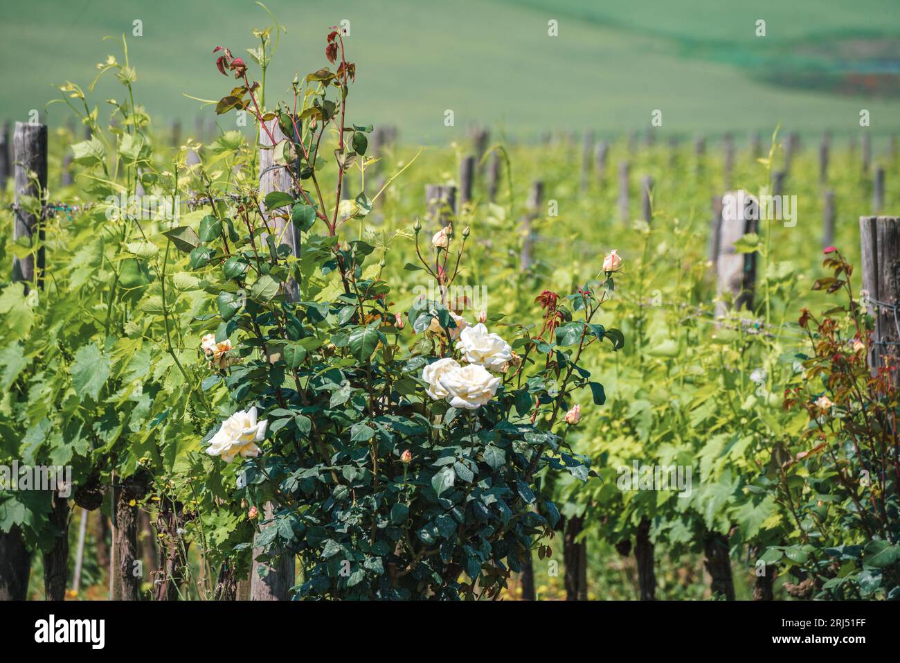 Eine weiße Rose wächst in einem Weinberg Stockfoto