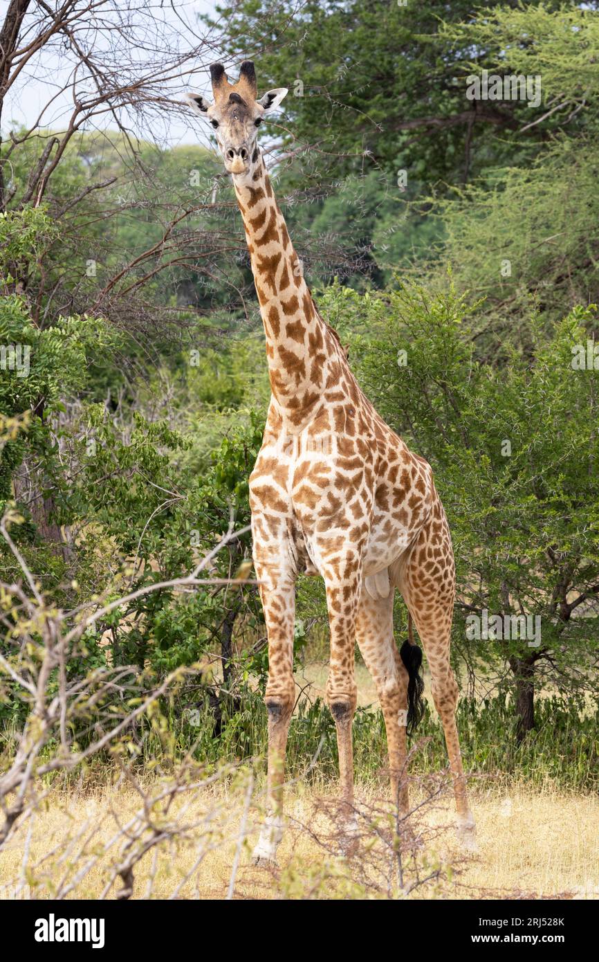 Ein großer Masai Giraffe blickt neugierig auf ihn. Da sie das höchste lebende Säugetier sind, haben sie eine ausgezeichnete Sicht, ein hervorragendes Hörvermögen und einen ausgezeichneten Duft. Stockfoto