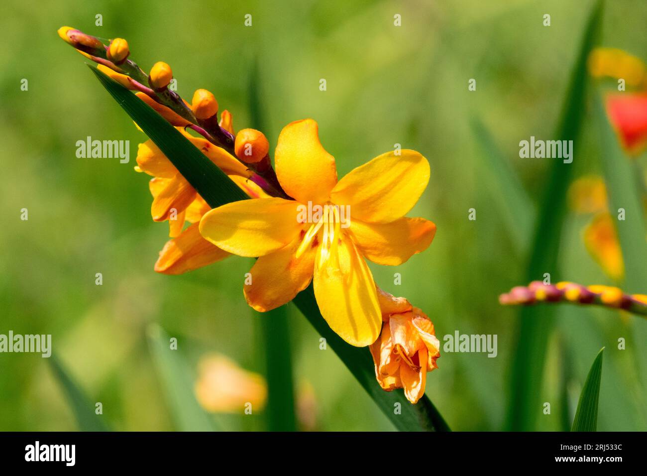 Orange, Blumenkopf, Crocosmia „Columbus“ Stockfoto