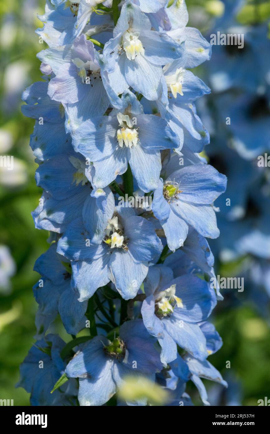 Bright, Blue, Delphinium „Summer Skies“, Larkspur, Pacific Serie, blassblau, Blume, Garten Stockfoto