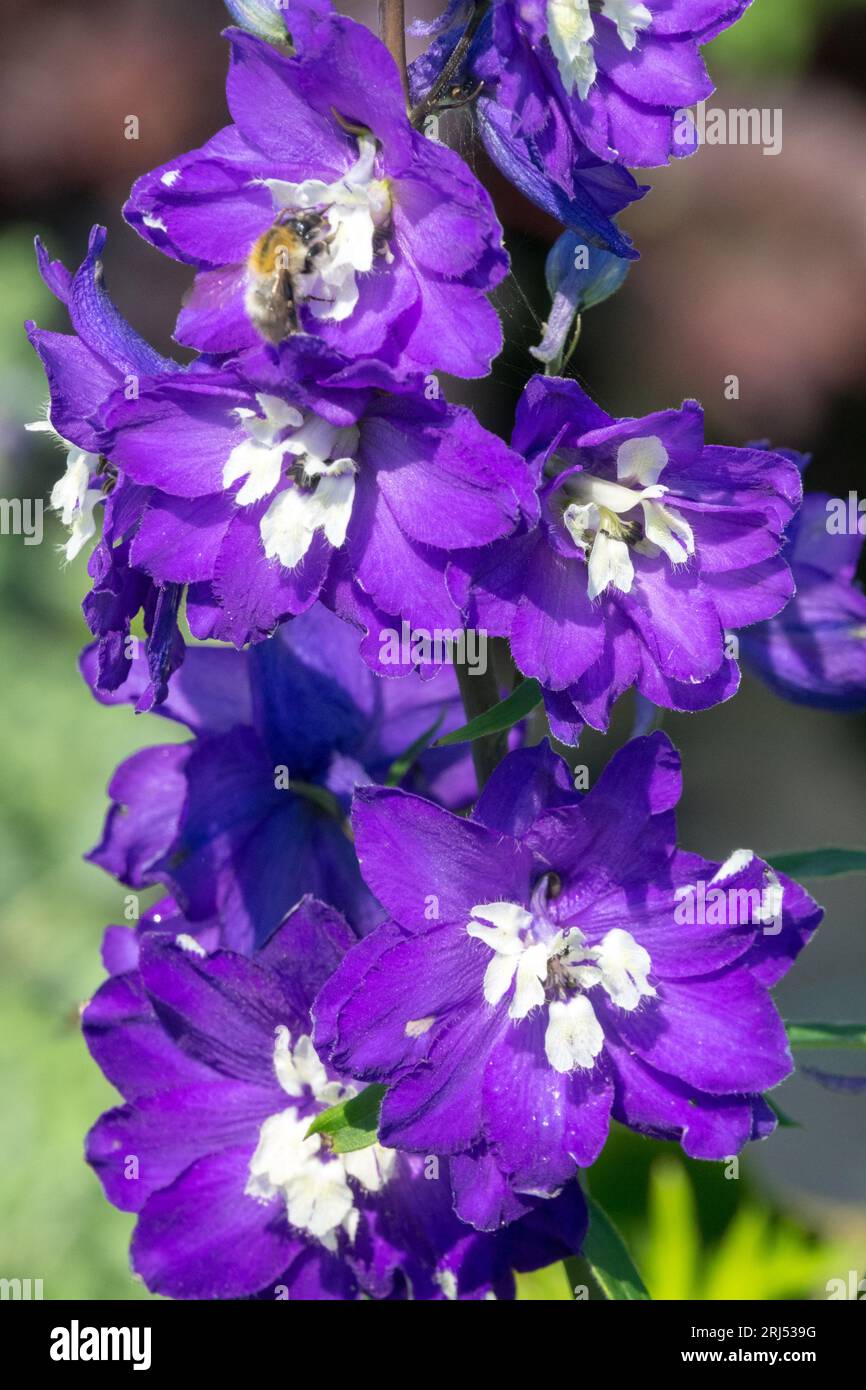Delphinium „King Arthur“, Blau, Blume, Larkspur, Blumen, Hochformat Stockfoto