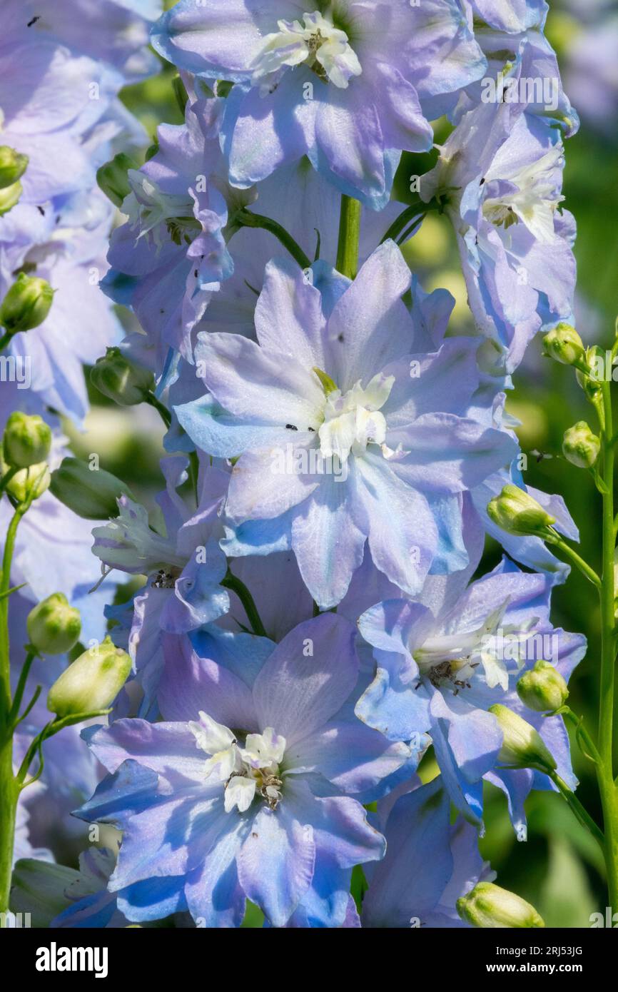 Hell, Blau, Delphinium Magic Fountain „Sky Blue White Bee“ Larkspur Stockfoto
