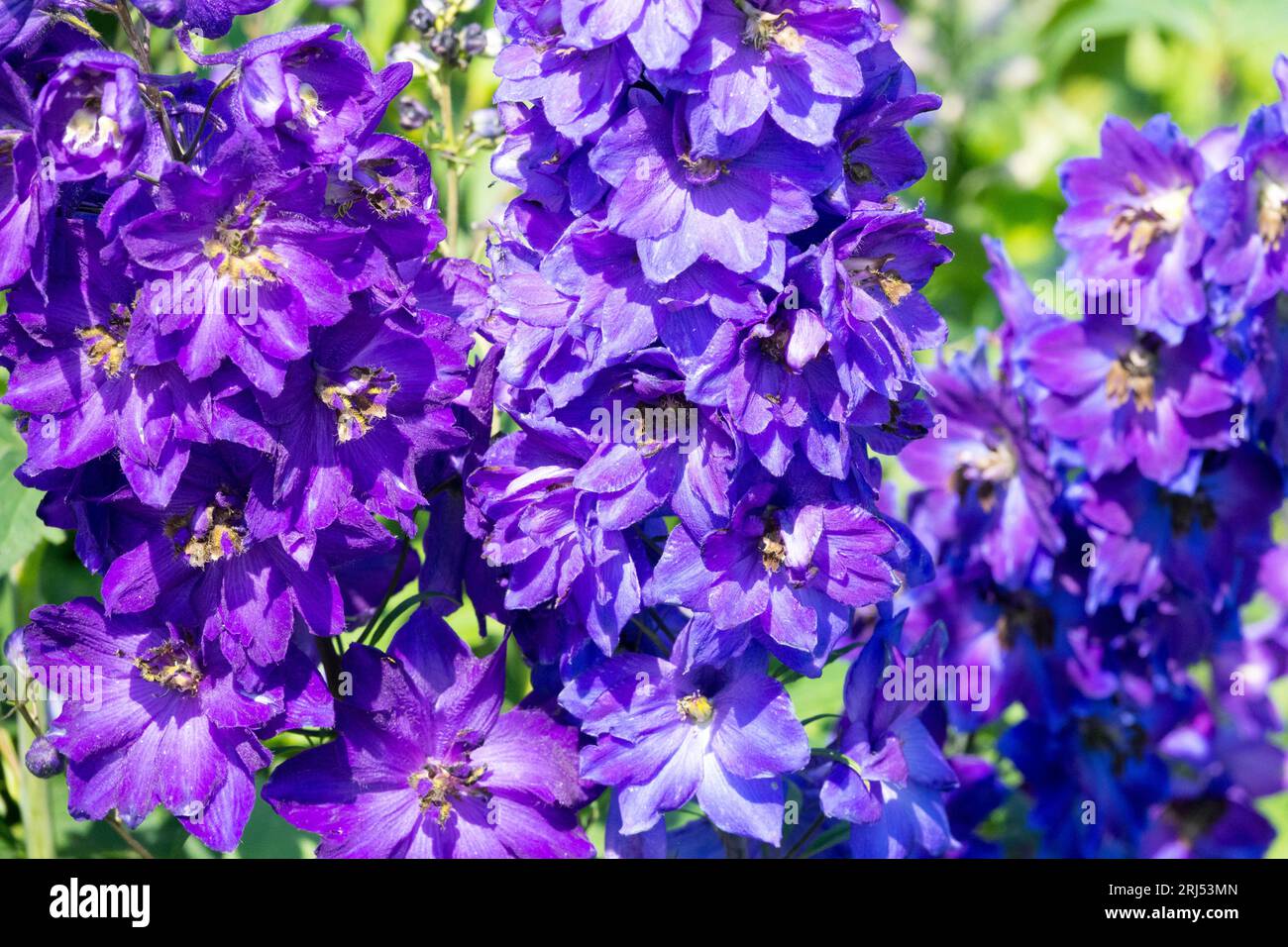 Larkspur, Delphinium Magic Fountain Dark Blue Dark Bee, Garten, Delphiniums, Blume Stockfoto