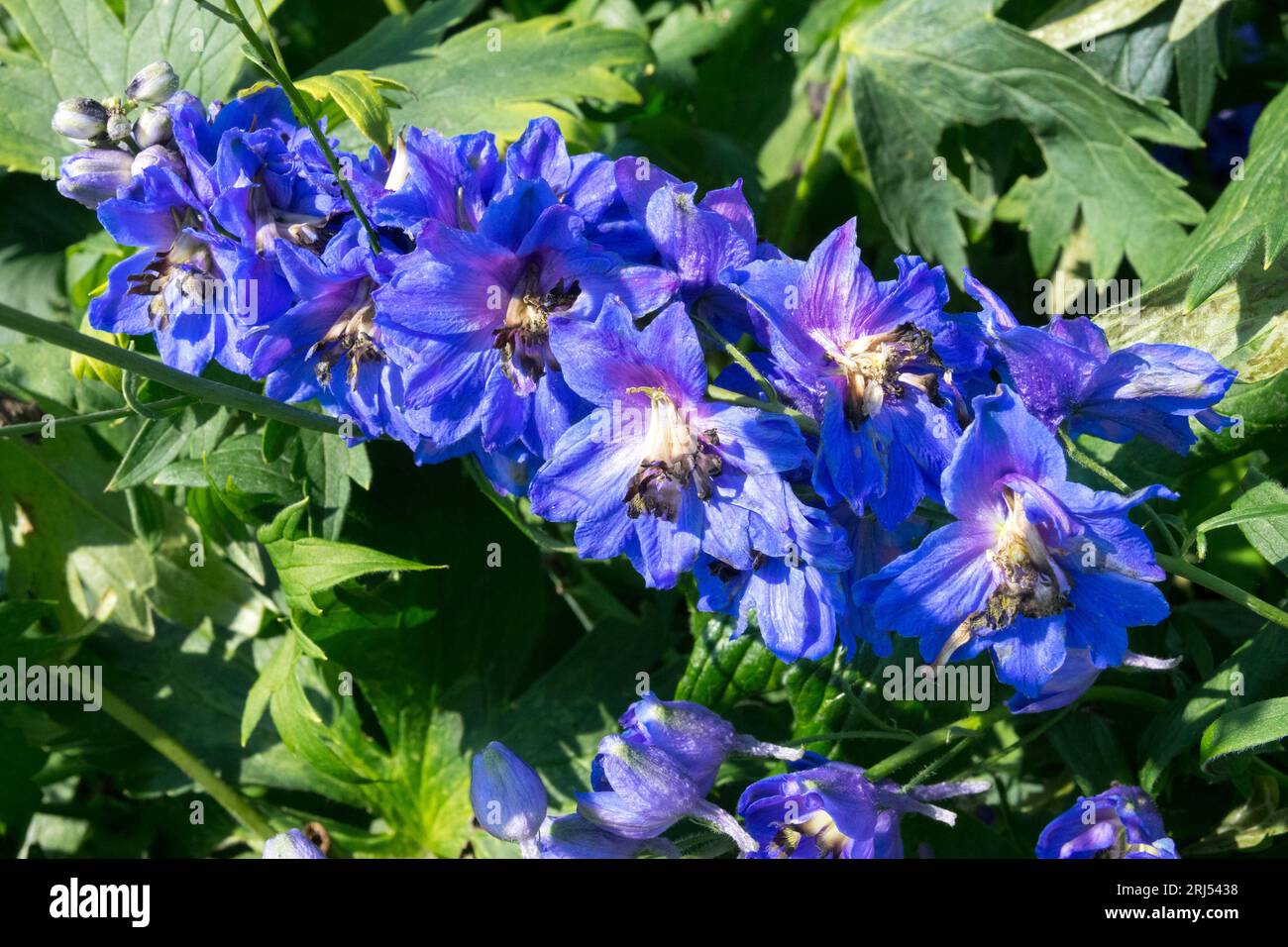 Larkspur, Delphinium, Blau, Blume, Delphinium „Blue Jay“ Stockfoto